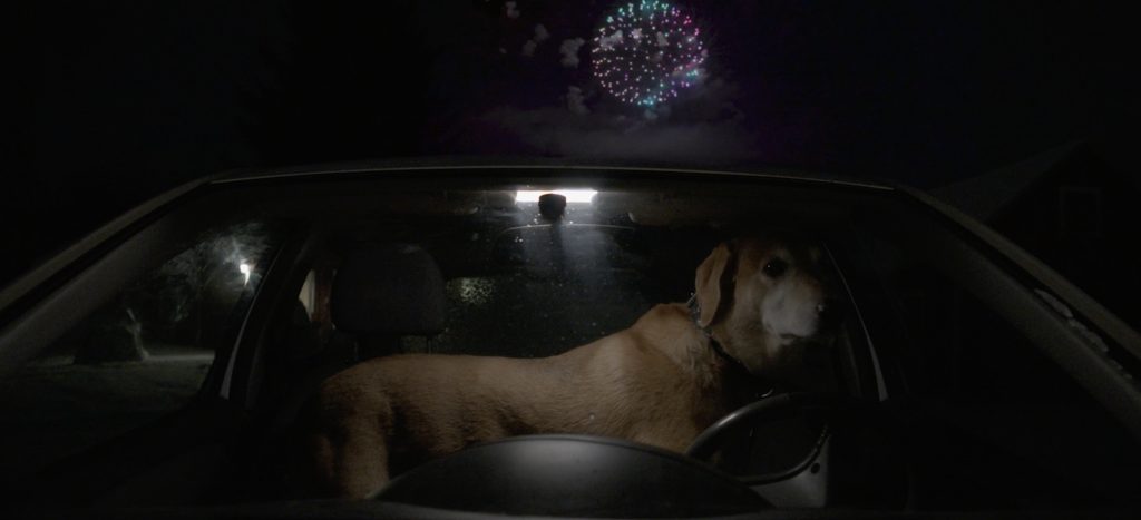 Öisessä valokuvassa on kuvattu auton tuulilasin läpi vaaleaa luppakorvaista noutajaa, joka seisoo takajalat vänkärin paikalla ja etujalat kuskin puolella. Koira katsoo viistosti kohti kameraa ja sillä on hätäinen ilme. Auton yllä, taivaalla räjähtää ilotulitusraketti.
