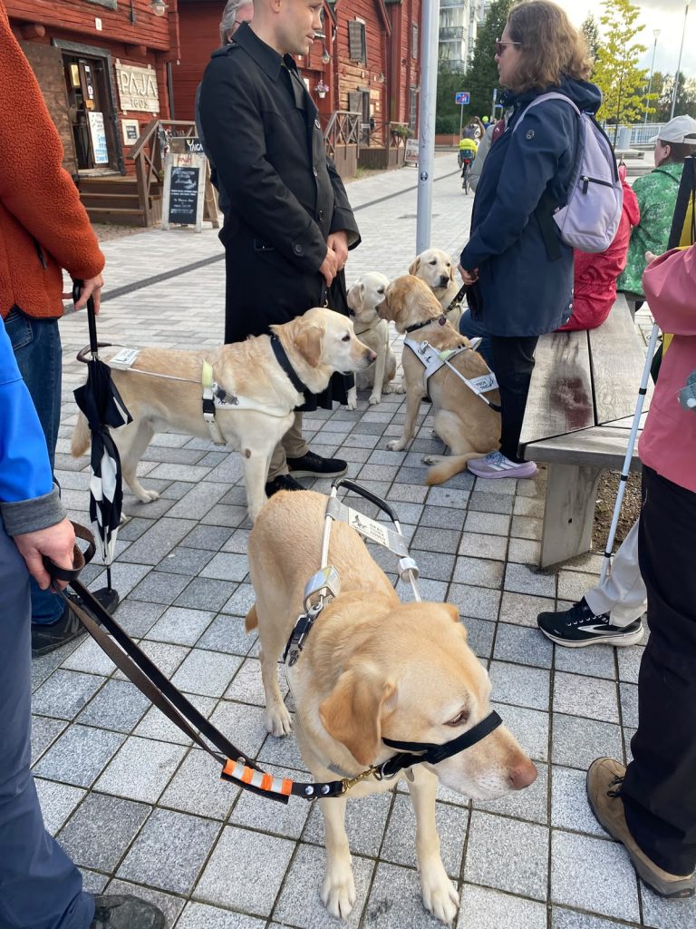 Kivetetyllä kävelyalueella on koolla joukko ihmisiä ja vaaleankeltaisia labradorinnoutajia. Kuvassa näkyy viisi koiraa, joista useimmilla on vaaleat opaskoiravaljaat. Etualalla seisoo kookas, vaaleankeltainen opaskoira pää oikealle käännettynä. Sen selässä on metallikahvalliset opaskoiravaljaat ja päässä musta kuonopanta, jonka hihna kiertää kuonon ympäri. Vasemmalla seisoo toinen labradorinnoutaja, ja taaempana kolme koiraa on lähekkäin ihmisten jalkojen juurella. Osa koirista istuu, osa seisoo. Keskellä seisoo mustaan pitkään takkiin pukeutunut mies, joka keskustelee tummansiniseen takkiin ja vaaleanviolettiin reppuun pukeutuneen henkilön kanssa. Kuvan oikealla laidalla on puinen penkki, ja taustalla näkyy punaiseksi maalattu vanha puurakennus, jonka seinässä lukee Paja. Ympärillä on muitakin ihmisiä, ja muutamalla näkyy valkoinen keppi. Tilanne vaikuttaa rennolta yhteiseltä pysähdykseltä kaupunkiympäristössä.